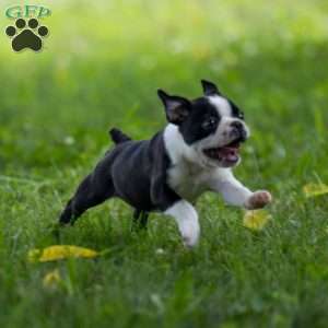 Kody, Boston Terrier Puppy